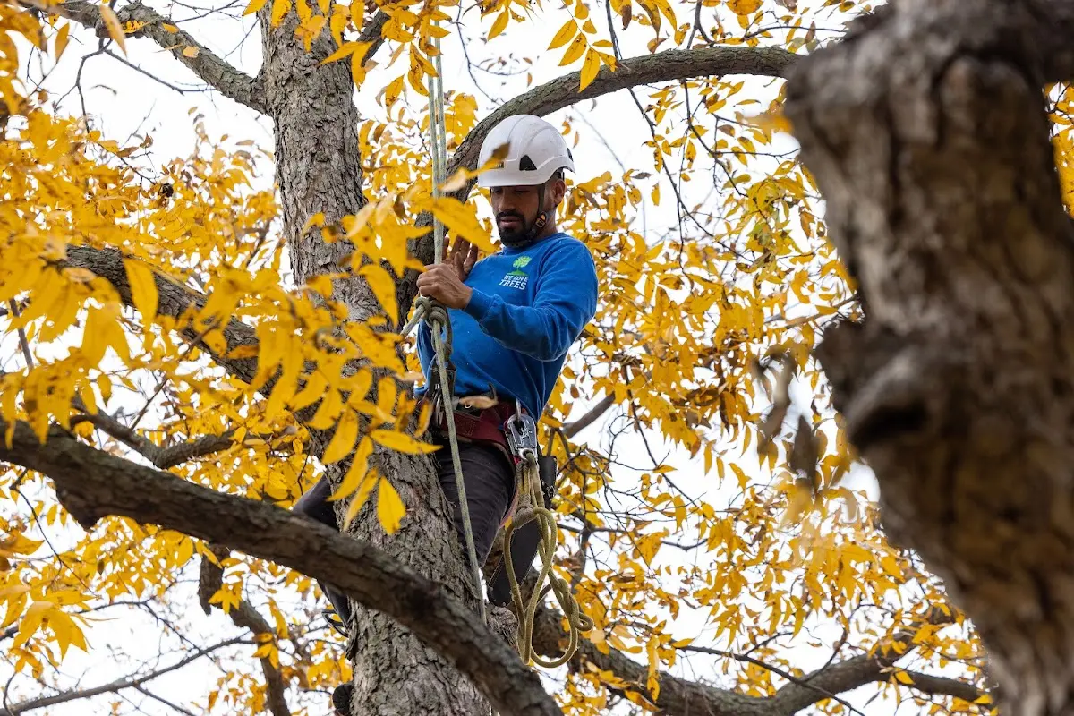 Skilled Tree Transplanting crew working in Wayne
